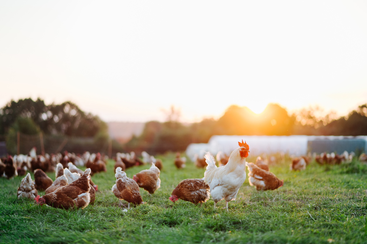chicken farm