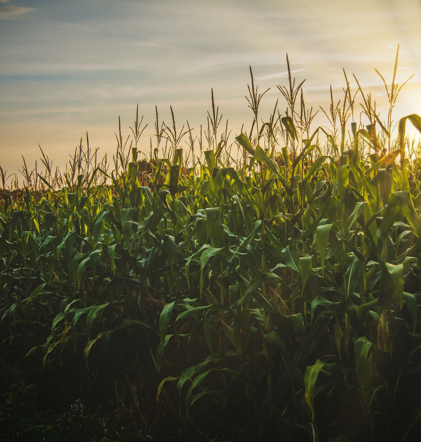 corn-2025-annual-report-q1