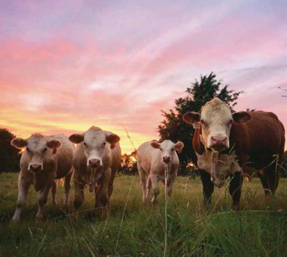 four cows standing in field