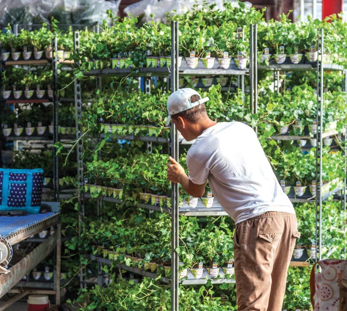 man with plants