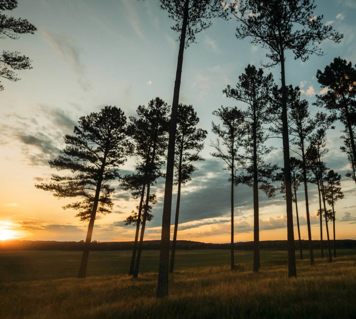 trees sunset