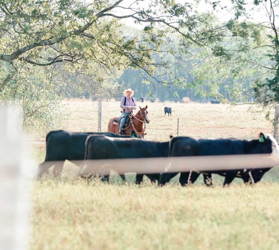 Cash-Management-AgriLine person on horse with cows