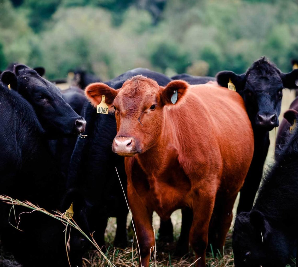 brown and black cows
