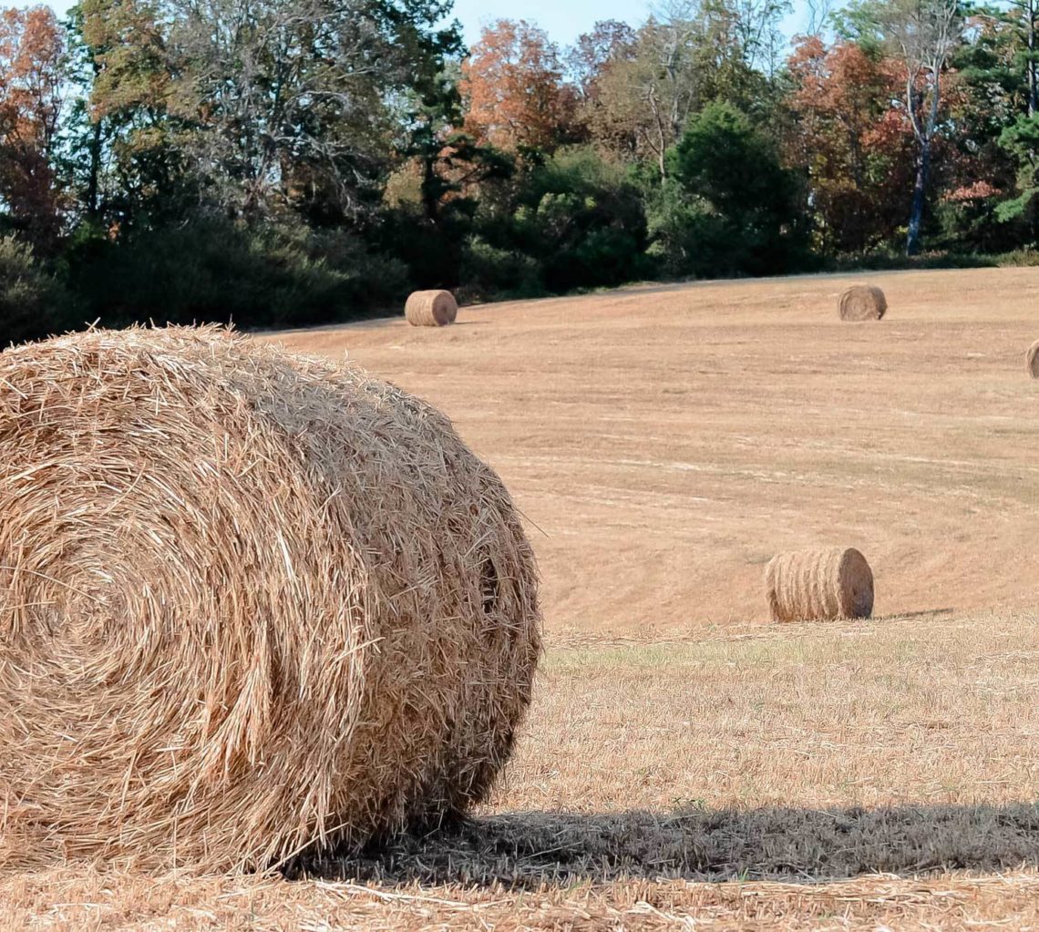 tumbleweed